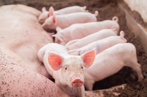 Poultry, Goat, Sheep, Swine, and Cow Gestation Calculator